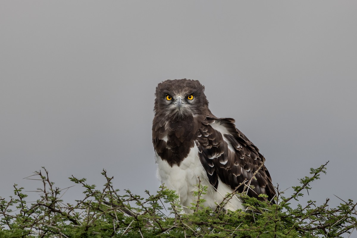 Black-chested Snake-Eagle - ML640400642