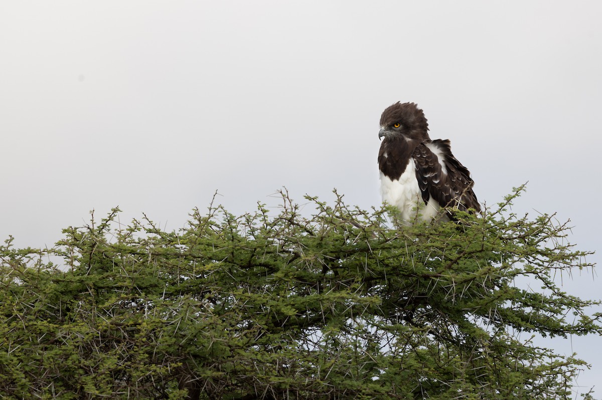 Black-chested Snake-Eagle - ML640400643