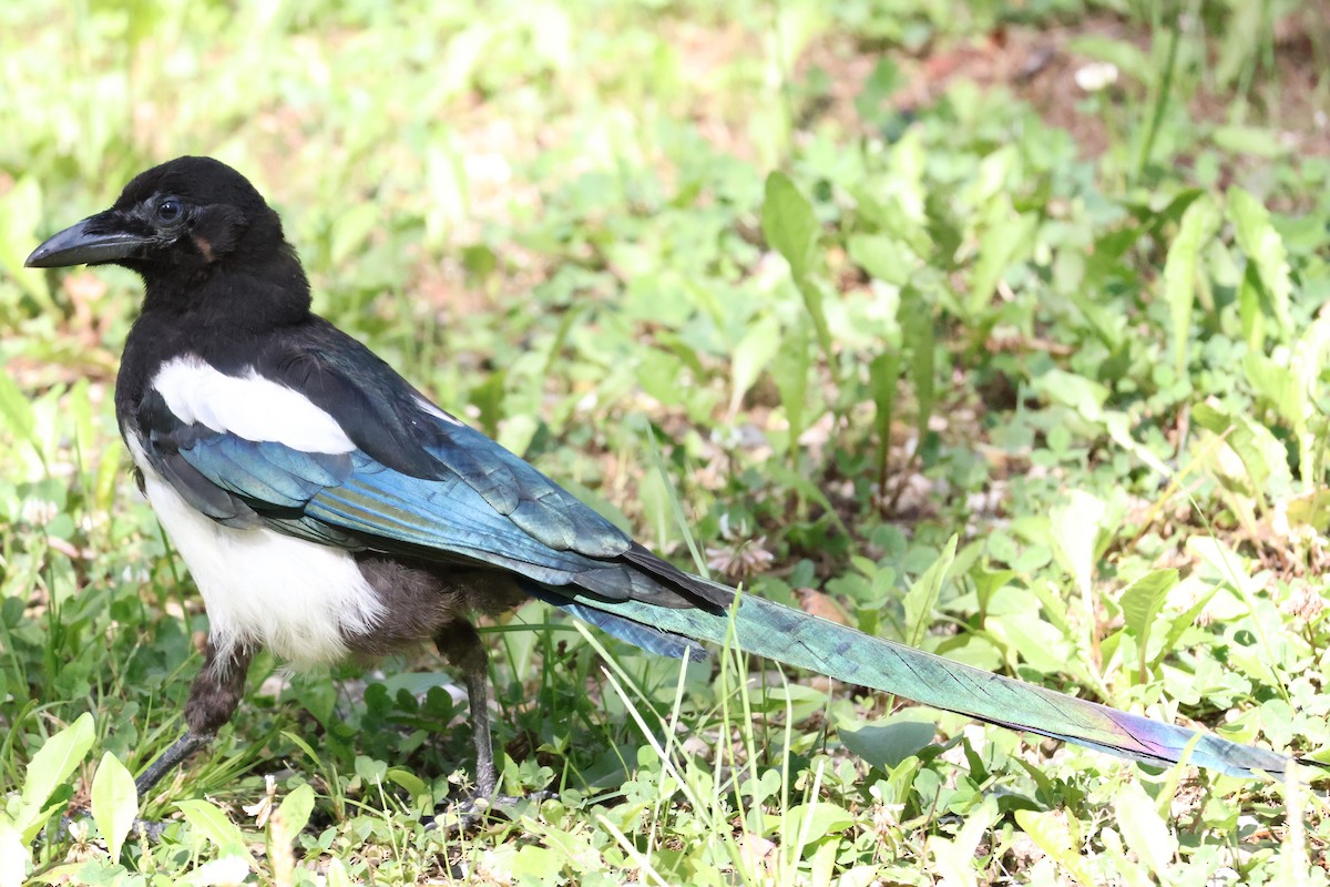 Black-billed Magpie - ML640400651