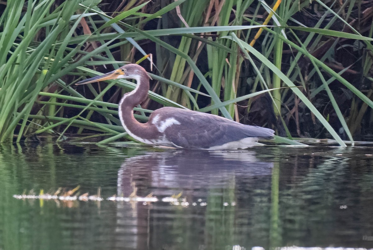 Tricolored Heron - ML640400692