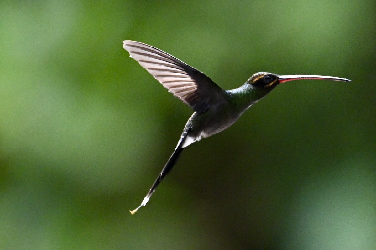 Smaragdschattenkolibri - ML640400715