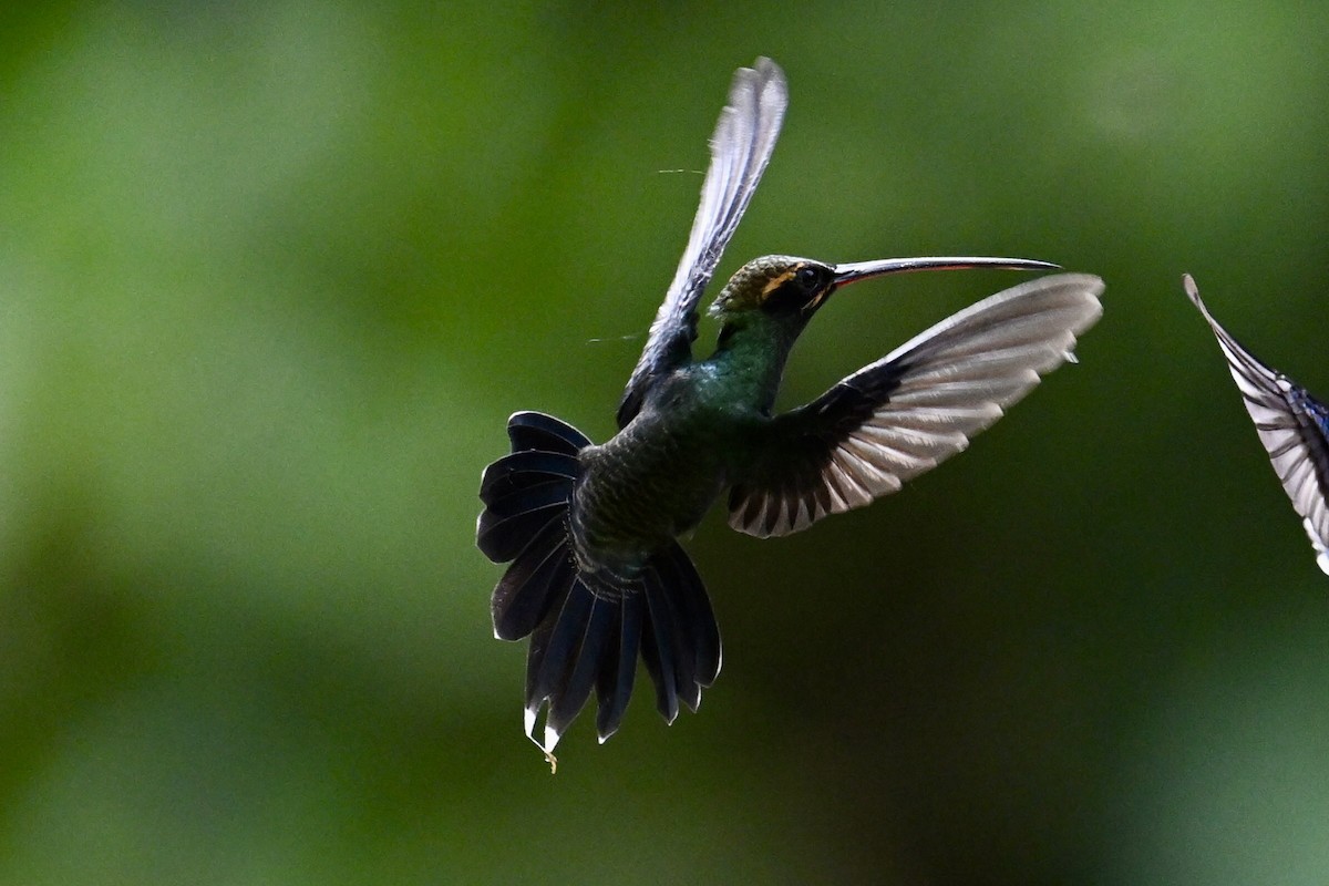 Smaragdschattenkolibri - ML640400716