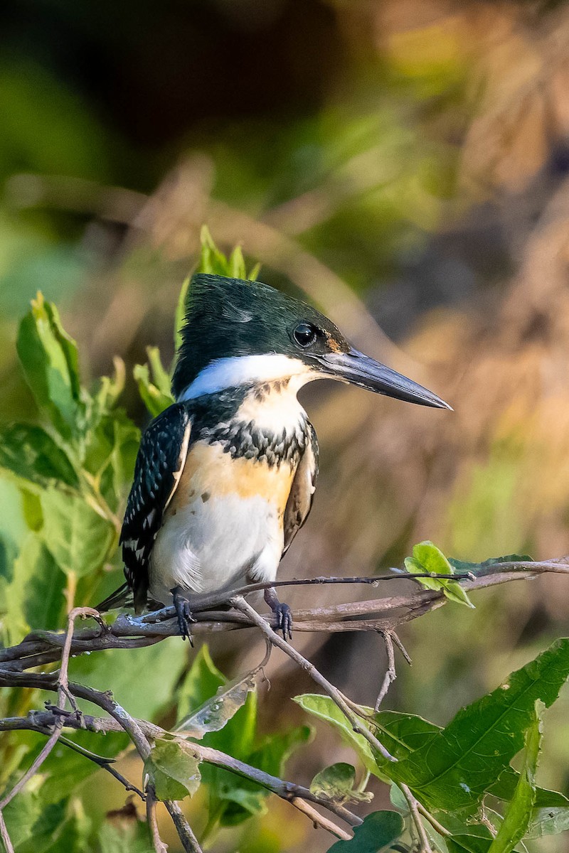 Amazon Kingfisher - ML640400739
