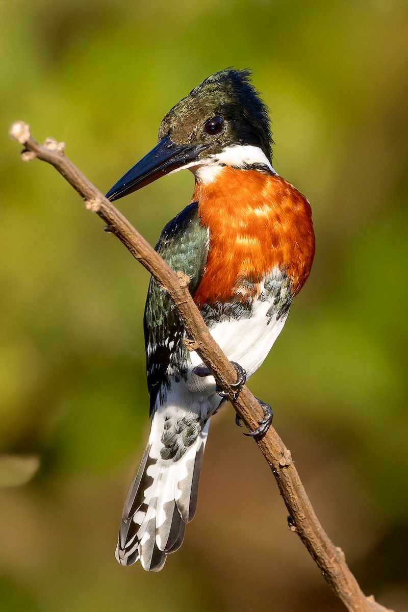 Amazon Kingfisher - ML640400740