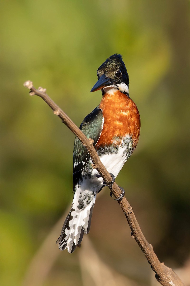 Amazon Kingfisher - ML640400741