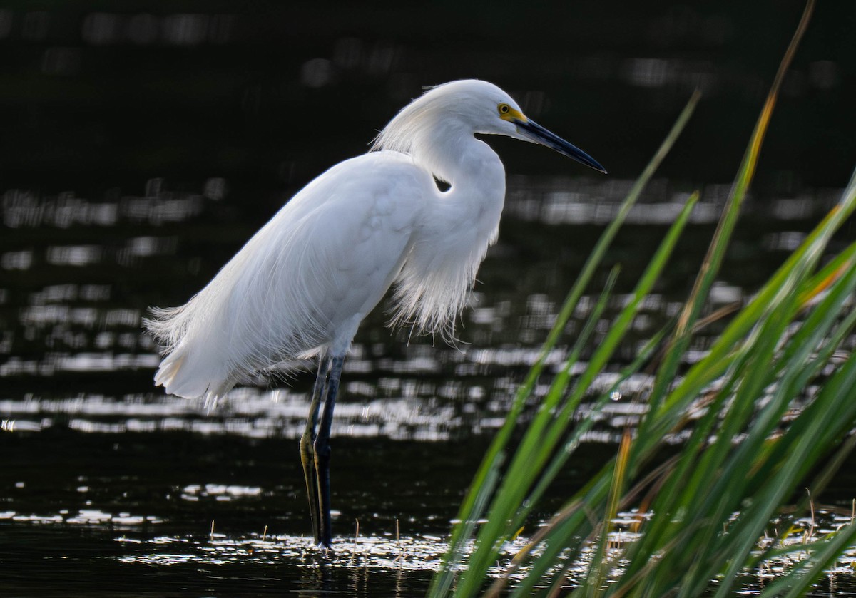 Snowy Egret - ML640400751