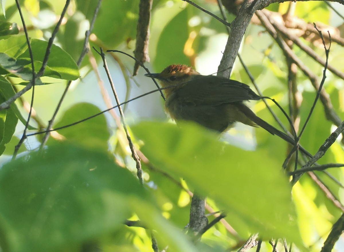 Buff-banded Bushbird - ML640400754