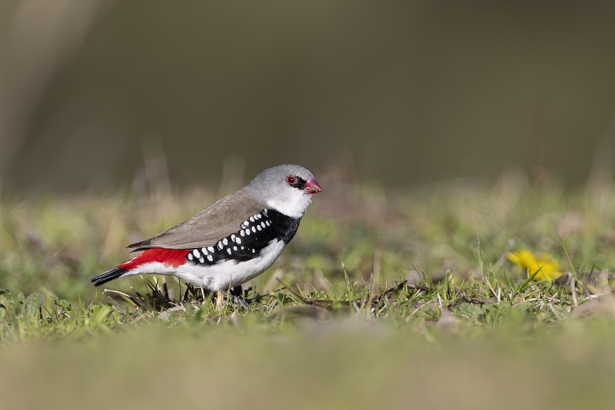 Diamond Firetail - ML640400759