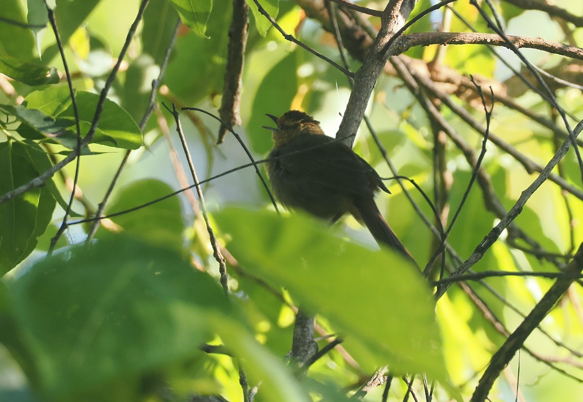Buff-banded Bushbird - ML640400760