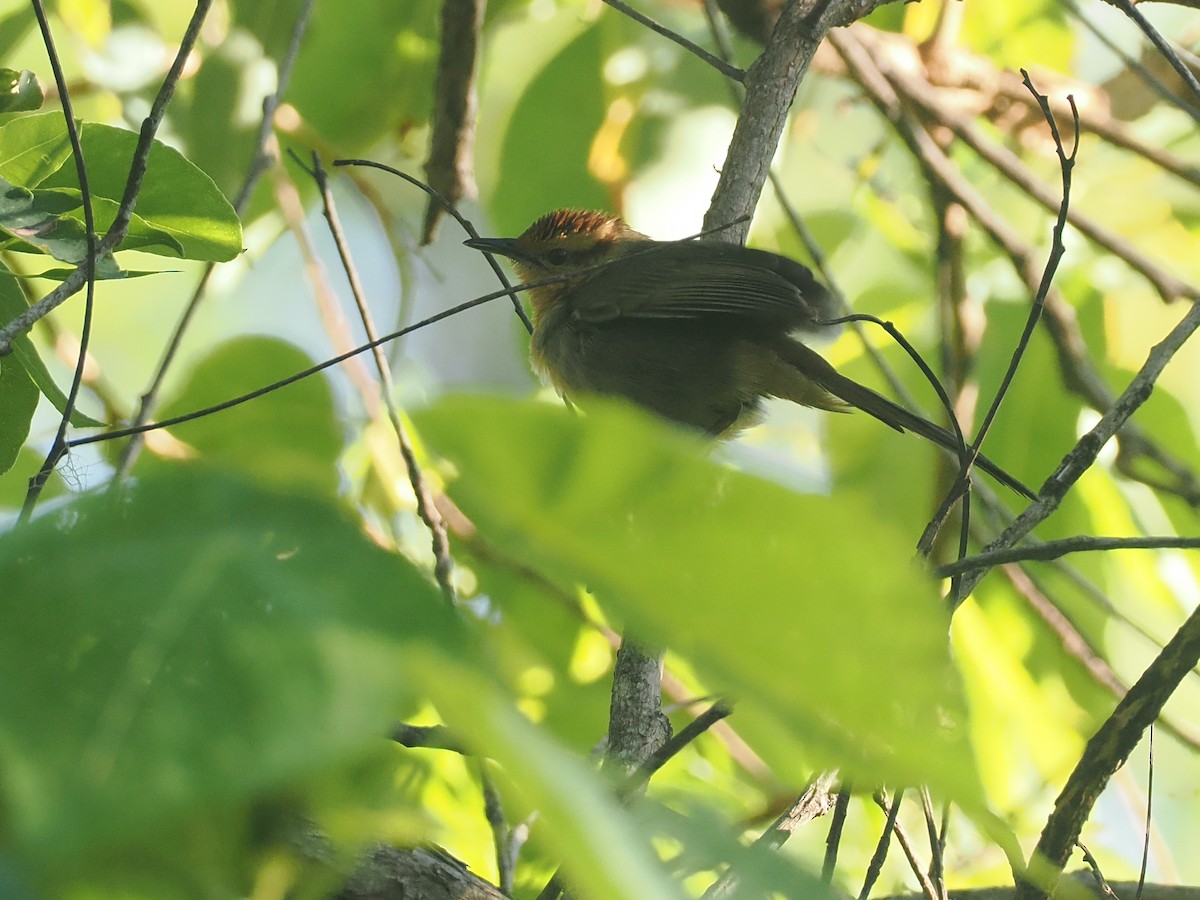 Buff-banded Bushbird - ML640400766