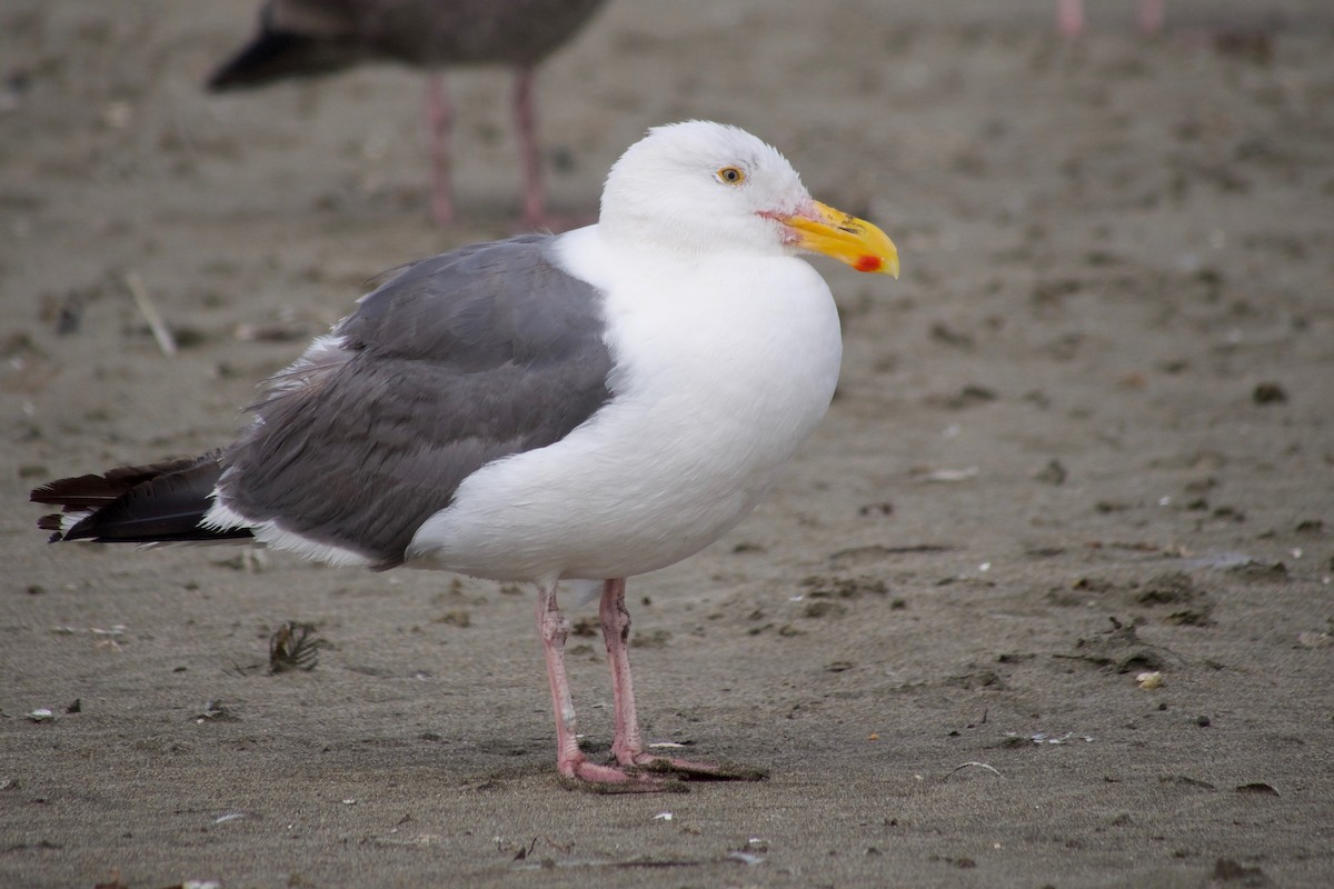 Western Gull - ML640400806