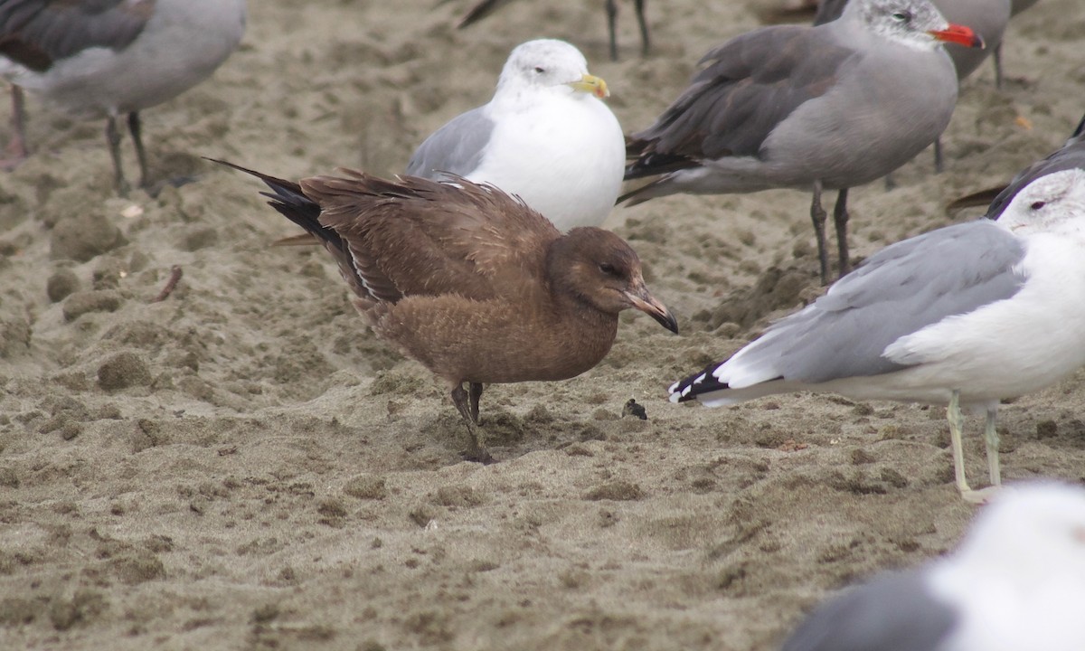 Heermann's Gull - ML640400820