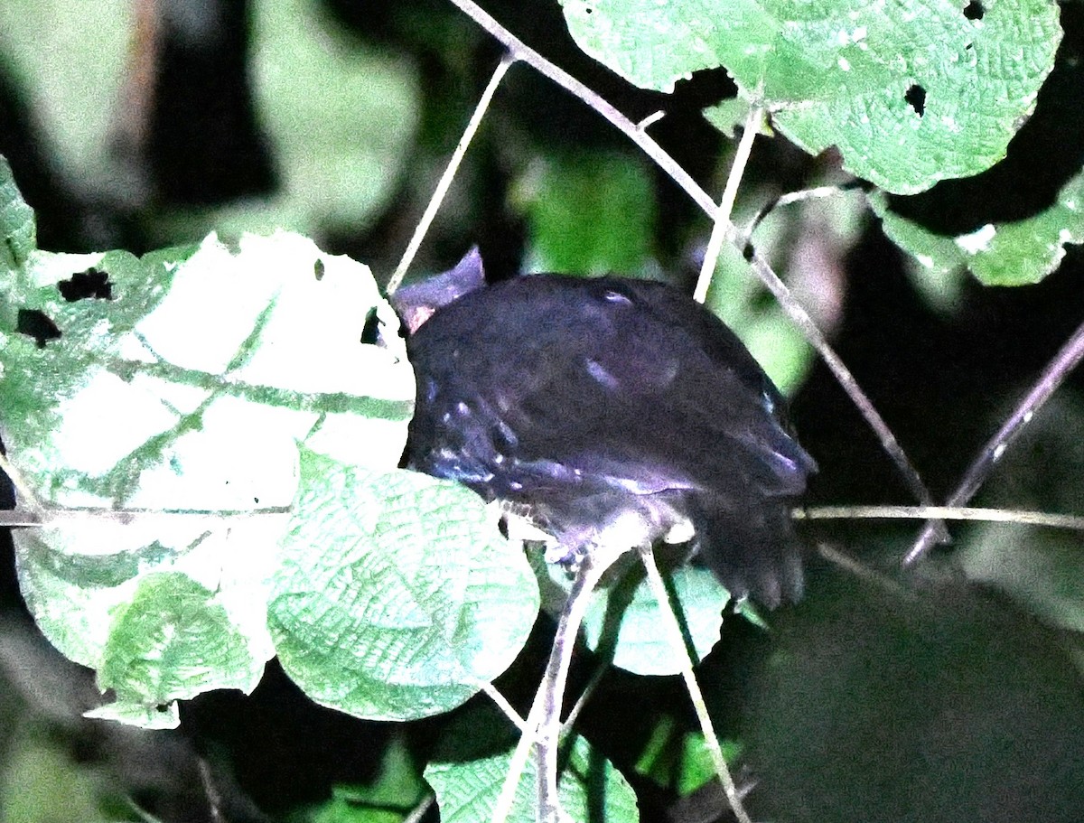 Dusky Megapode - ML640400822
