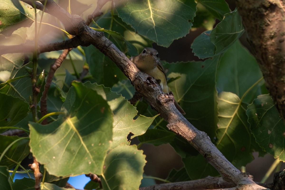Warbling Vireo - ML640400829