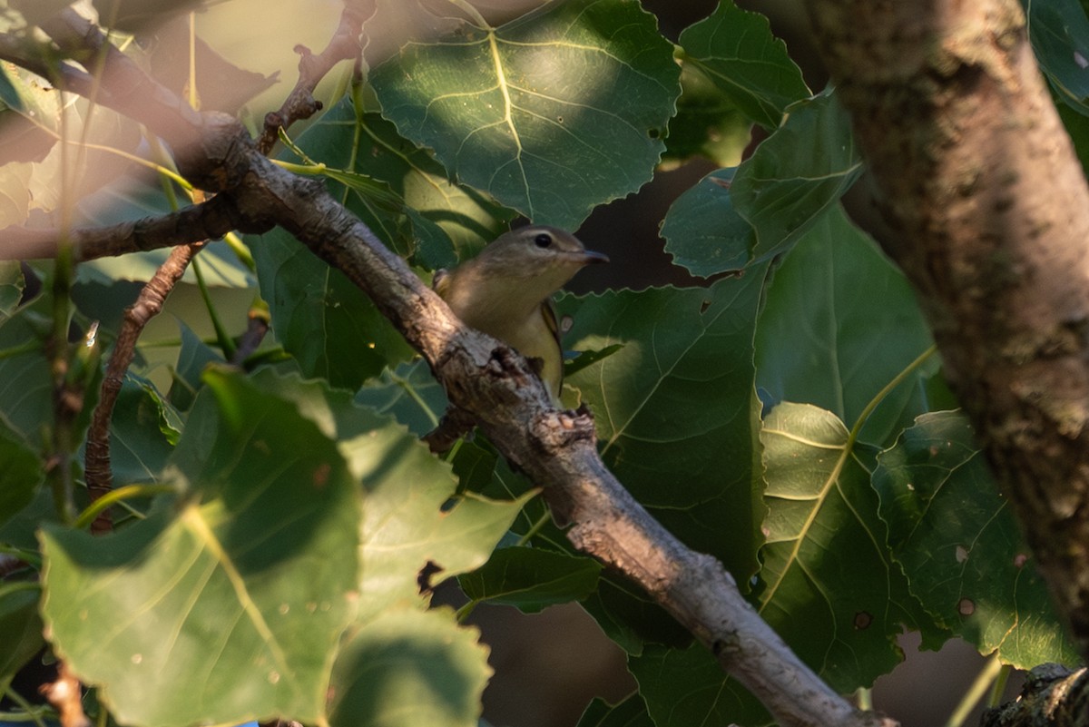 Warbling Vireo - ML640400830
