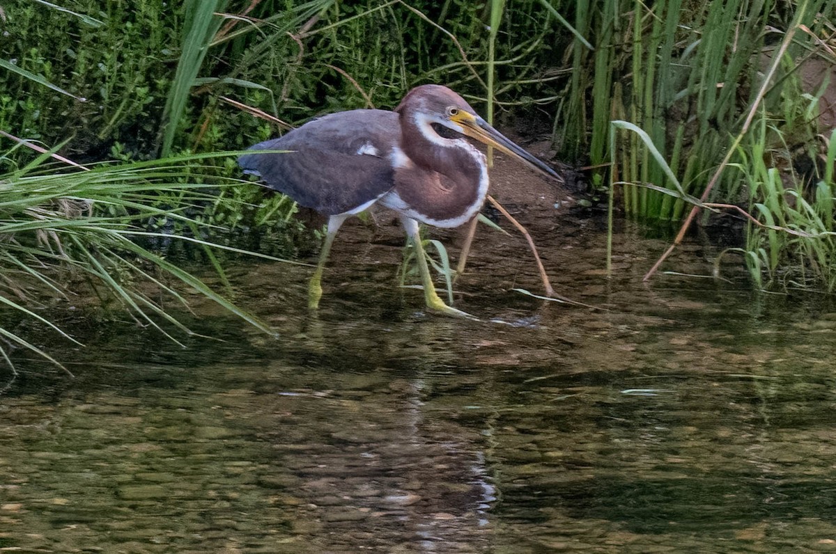 Tricolored Heron - ML640400831