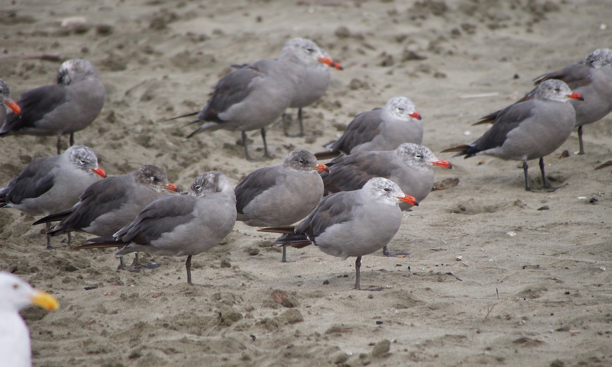 Heermann's Gull - ML640400832