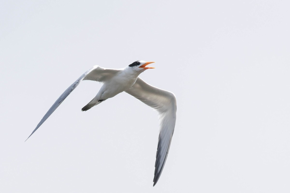 Elegant Tern - ML640400835