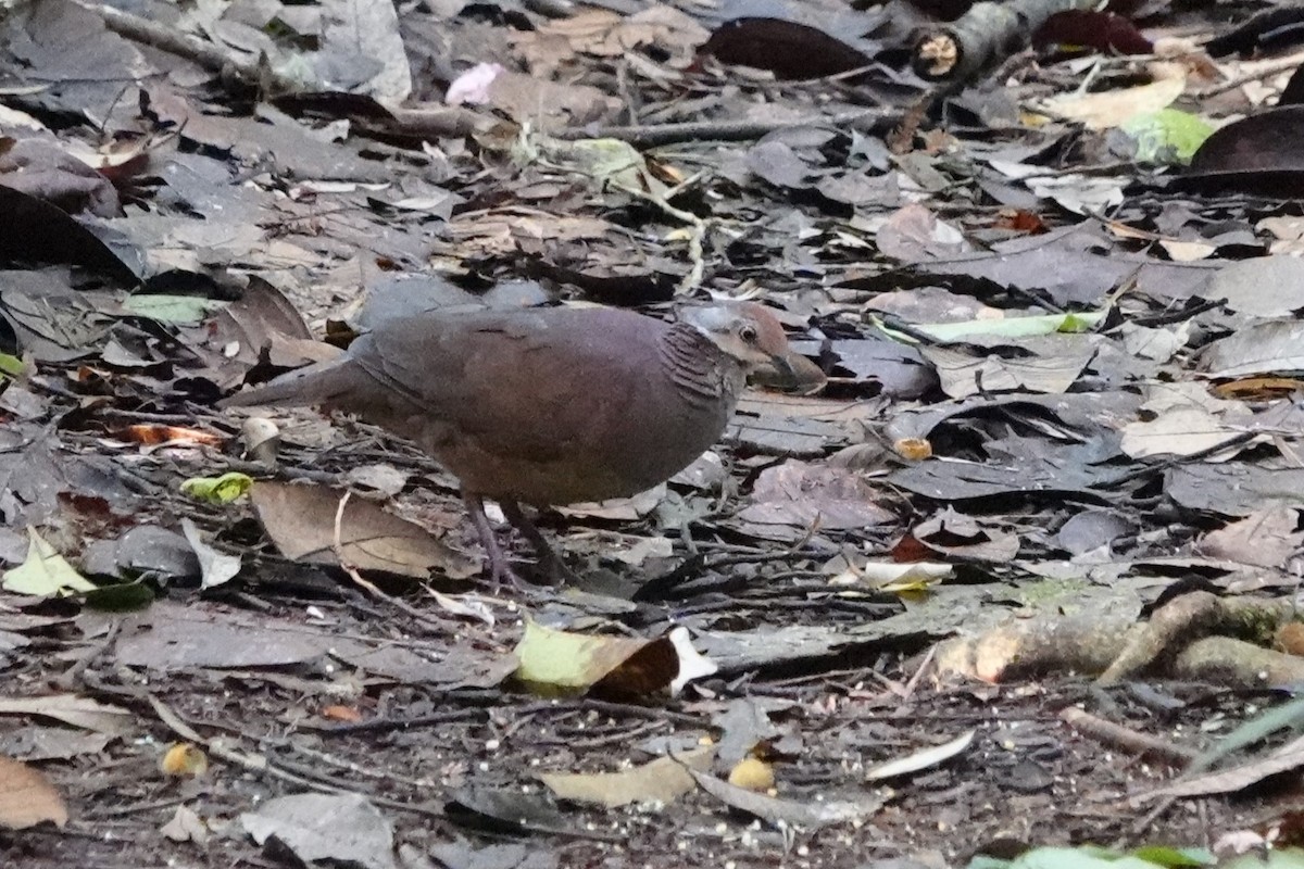 Lined Quail-Dove - ML640400836