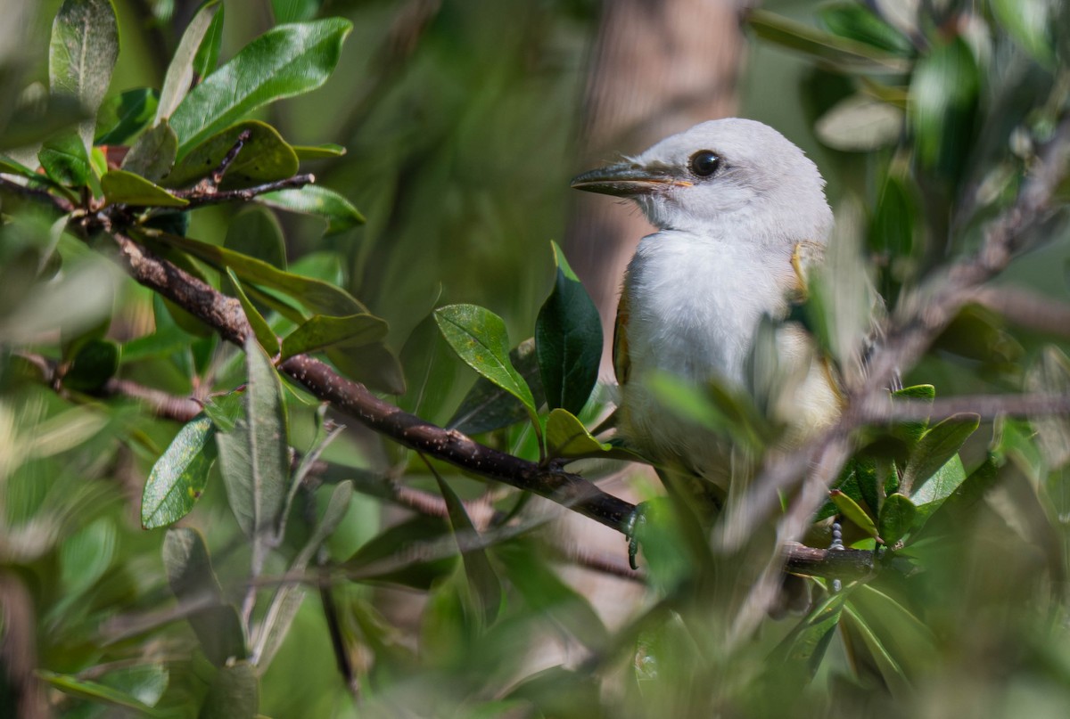 Scissor-tailed Flycatcher - ML640400843