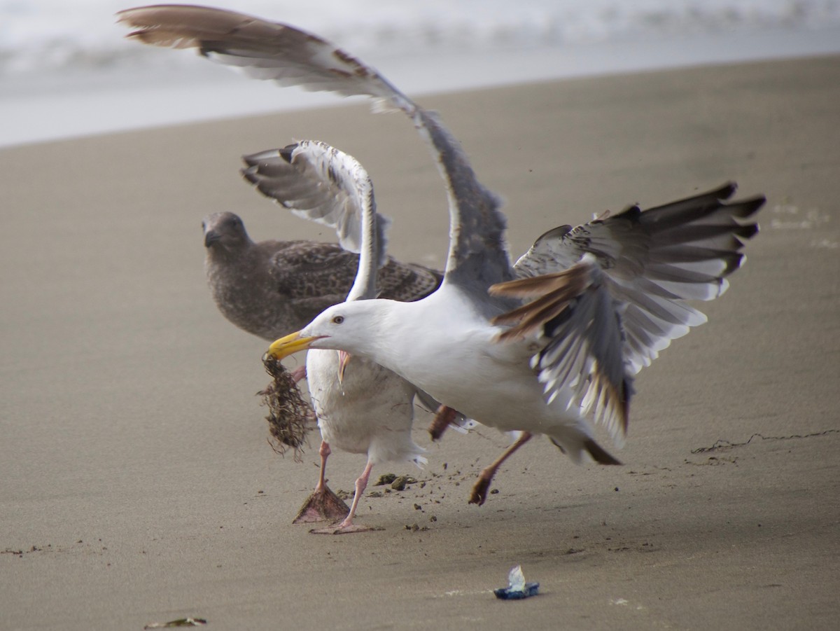 Western Gull - ML640400875