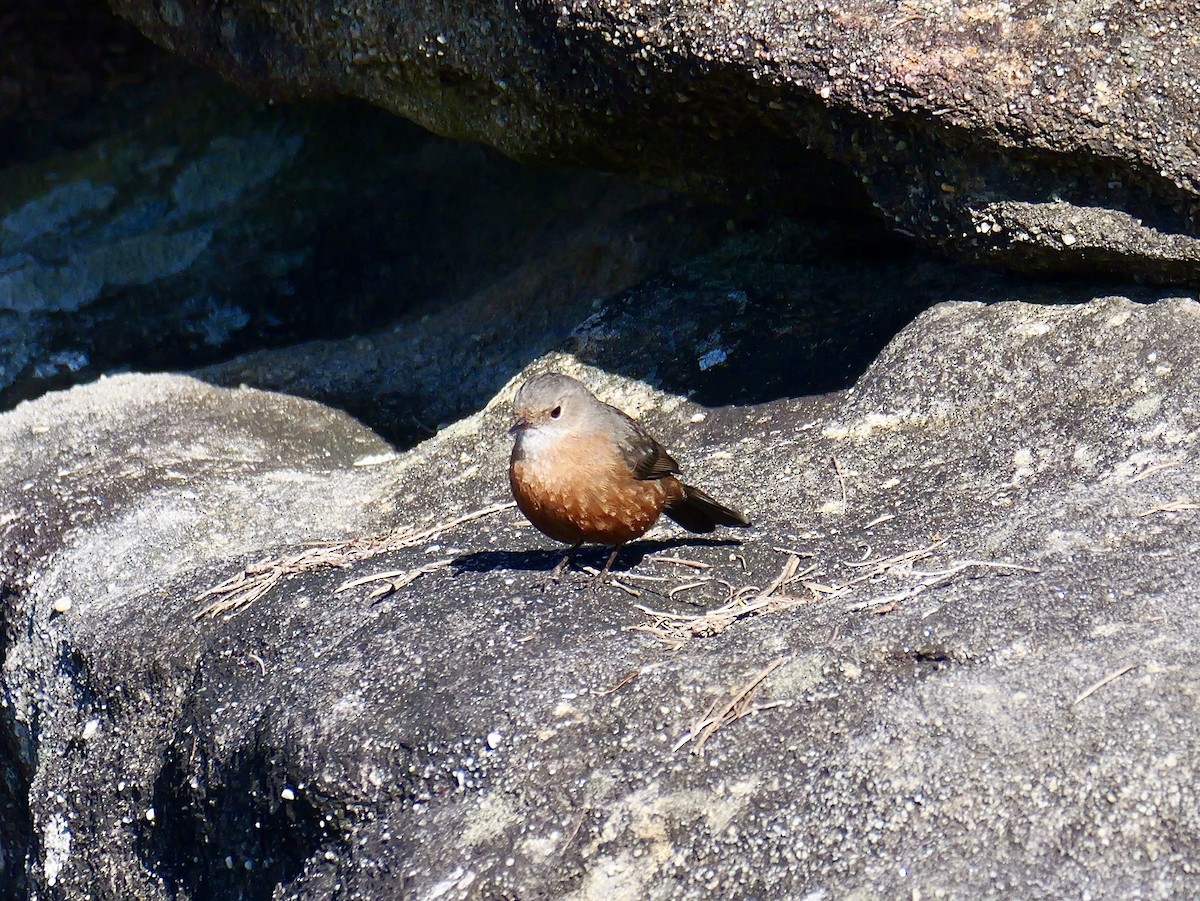 Rockwarbler - ML640400907