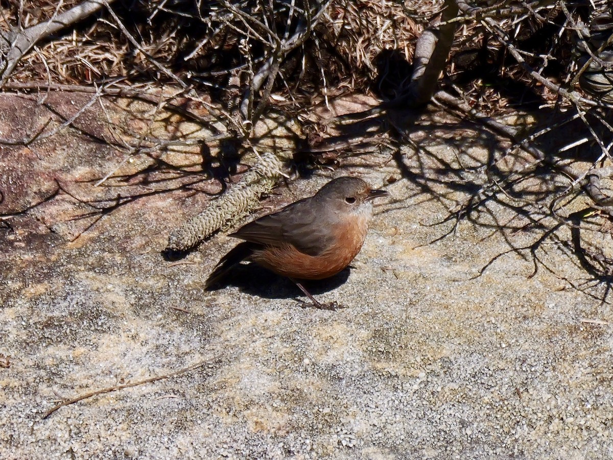 Rockwarbler - ML640400908
