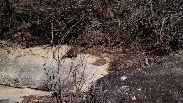 Rockwarbler - ML640400910