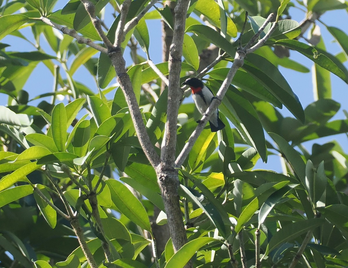 Red-chested Flowerpecker - ML640400920