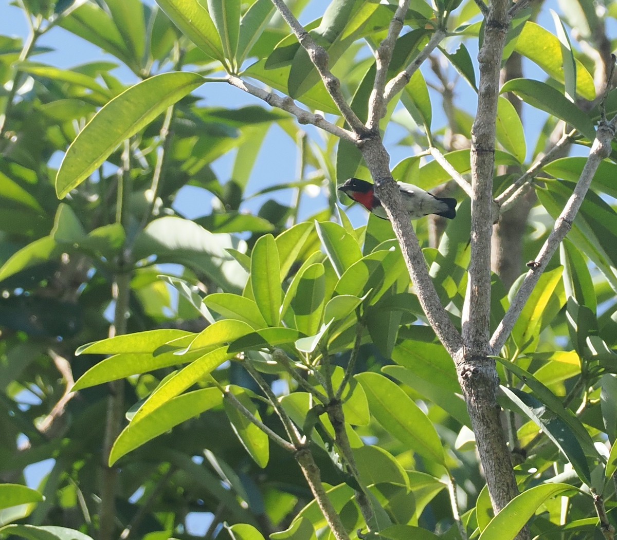 Red-chested Flowerpecker - ML640400927