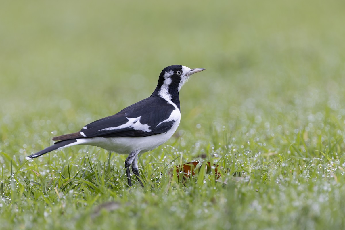 Magpie-lark - ML640400956
