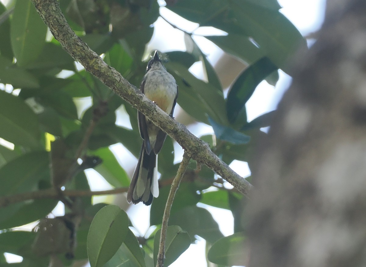 Northern Fantail (Timor) - ML640400963