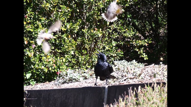 Australian Raven - ML640400967