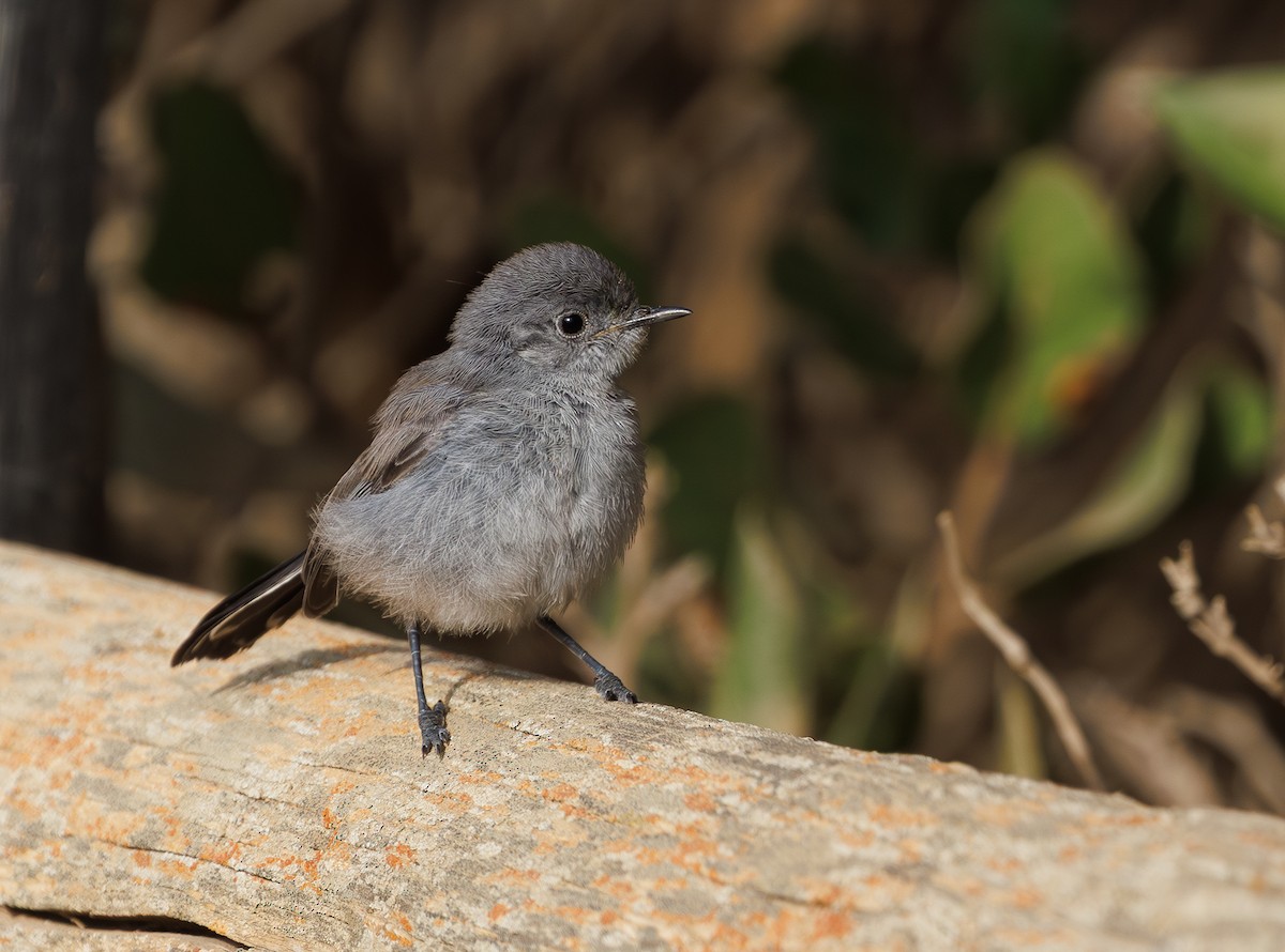 California Gnatcatcher - ML640400991