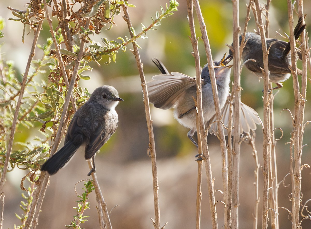 California Gnatcatcher - ML640400992