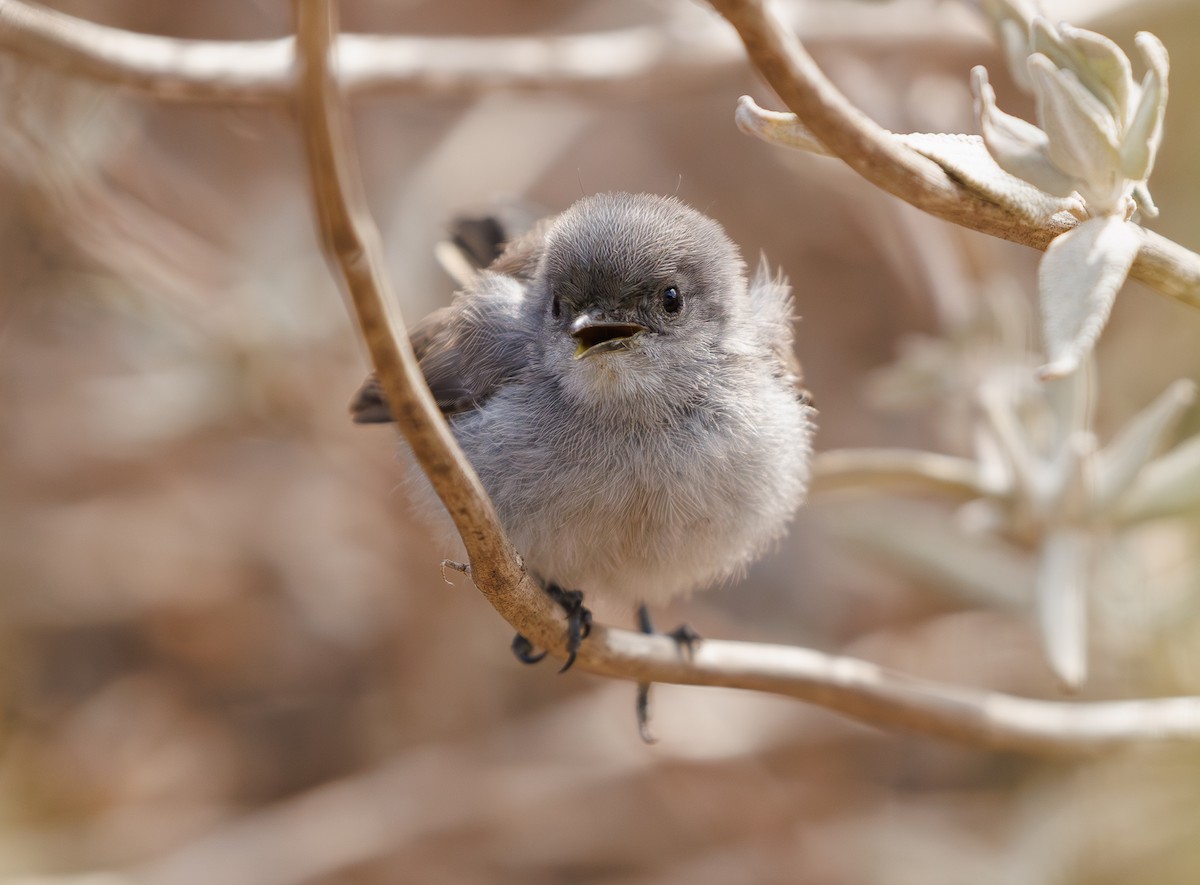 California Gnatcatcher - ML640400993