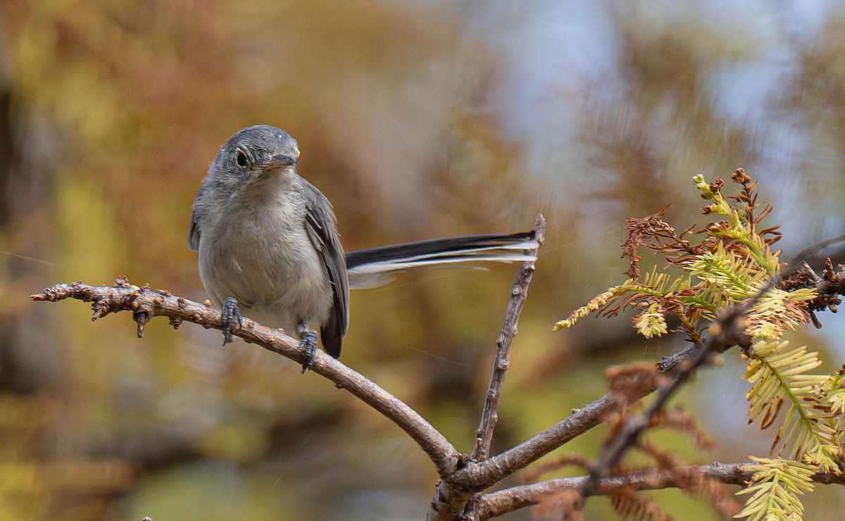 Blue-gray Gnatcatcher - ML640400996