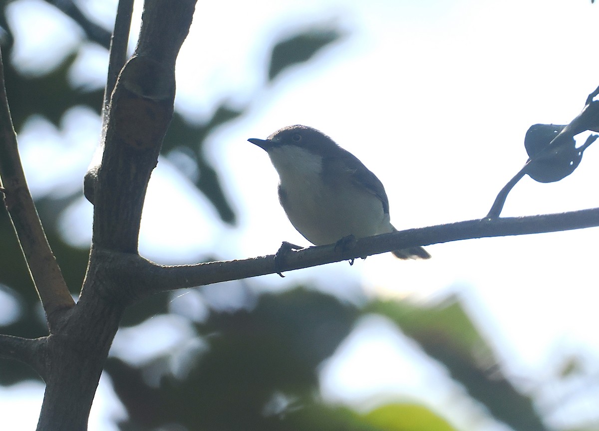 Plain Gerygone - ML640401001