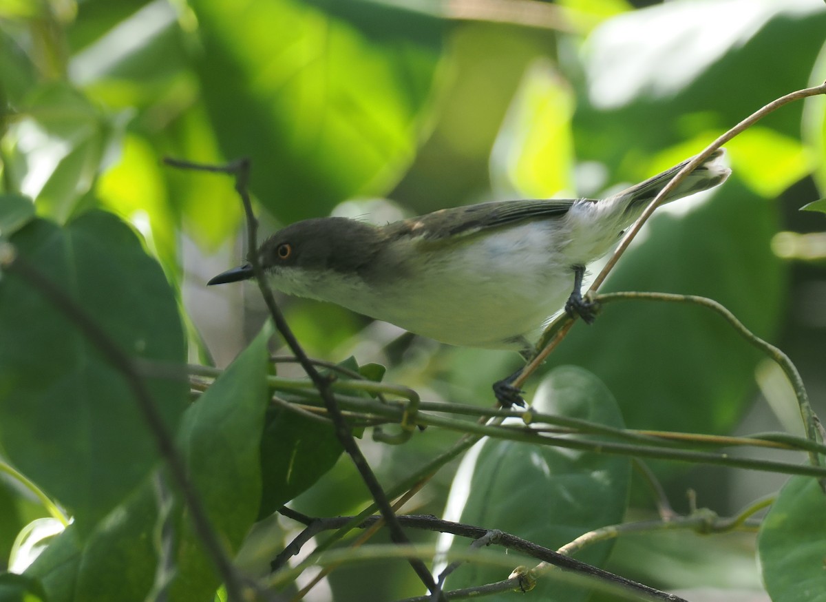 Plain Gerygone - ML640401013