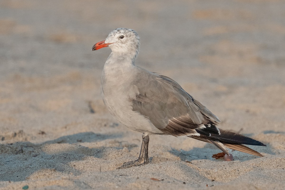 Heermann's Gull - ML640401014