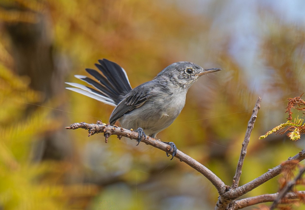 Blue-gray Gnatcatcher - ML640401016