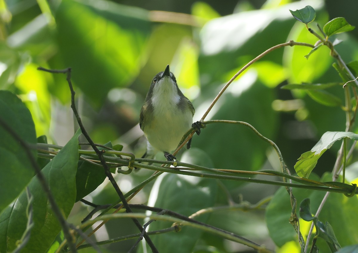 Plain Gerygone - ML640401023