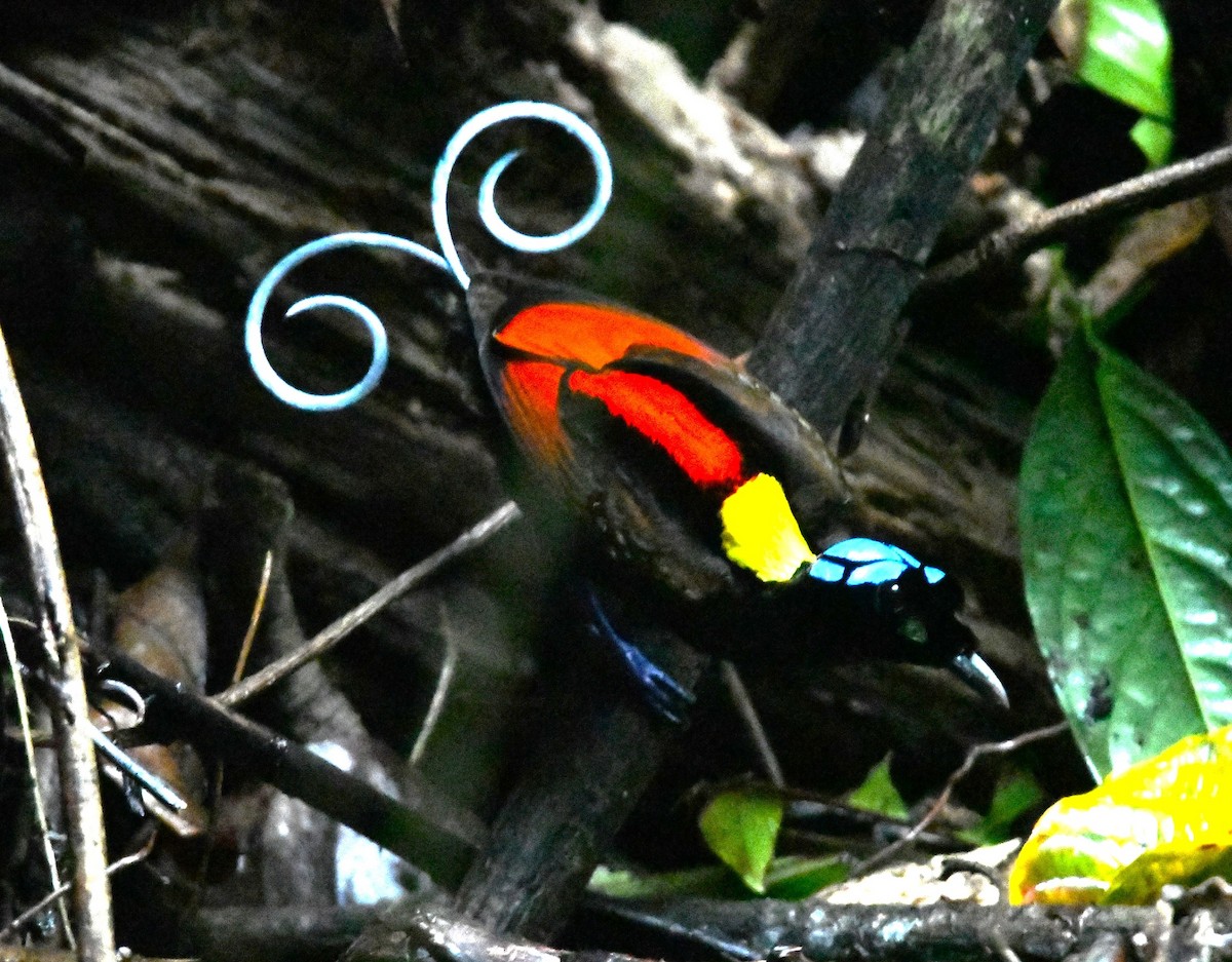 Wilson's Bird-of-Paradise - ML640401033
