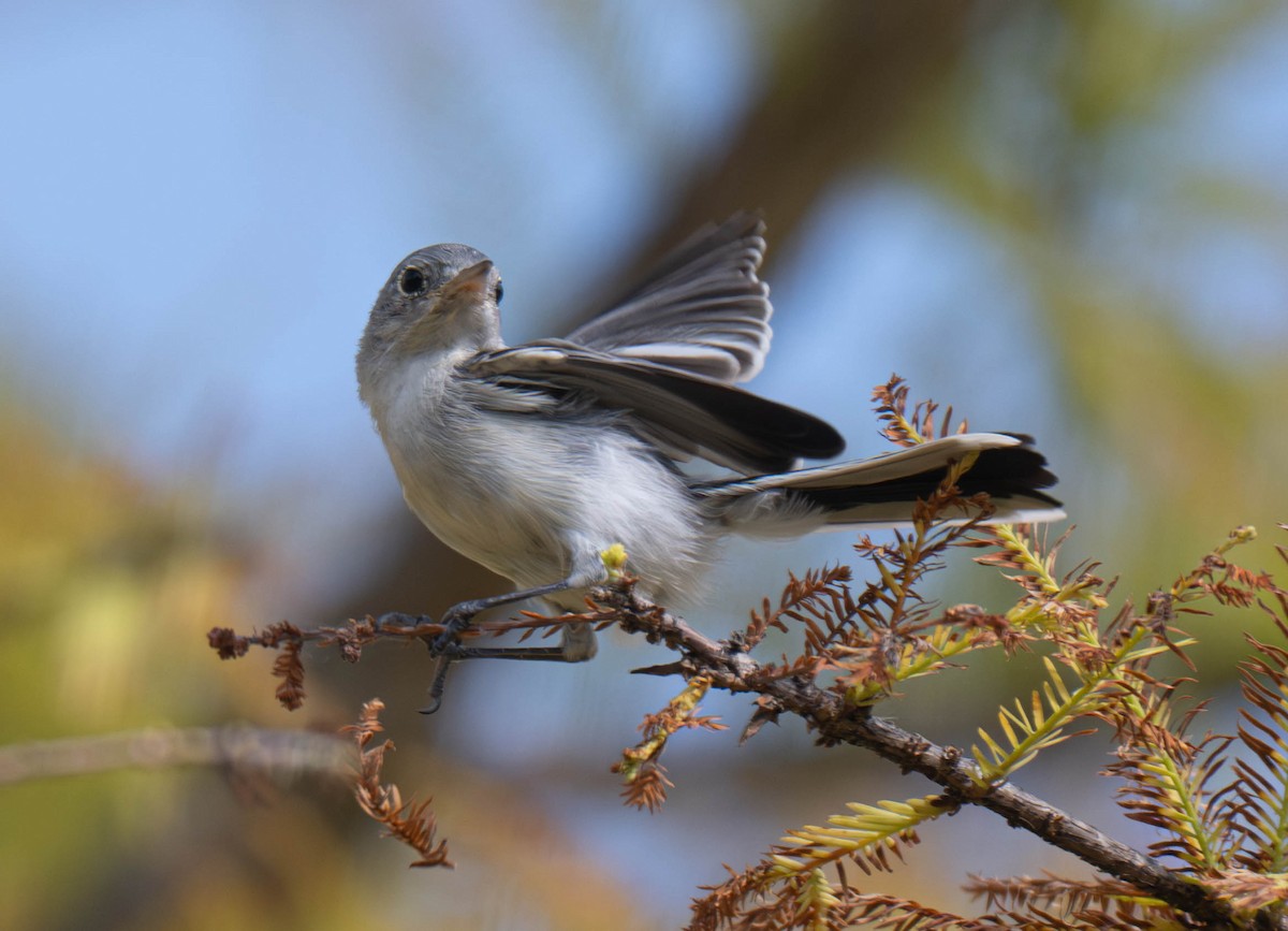 Blue-gray Gnatcatcher - ML640401036