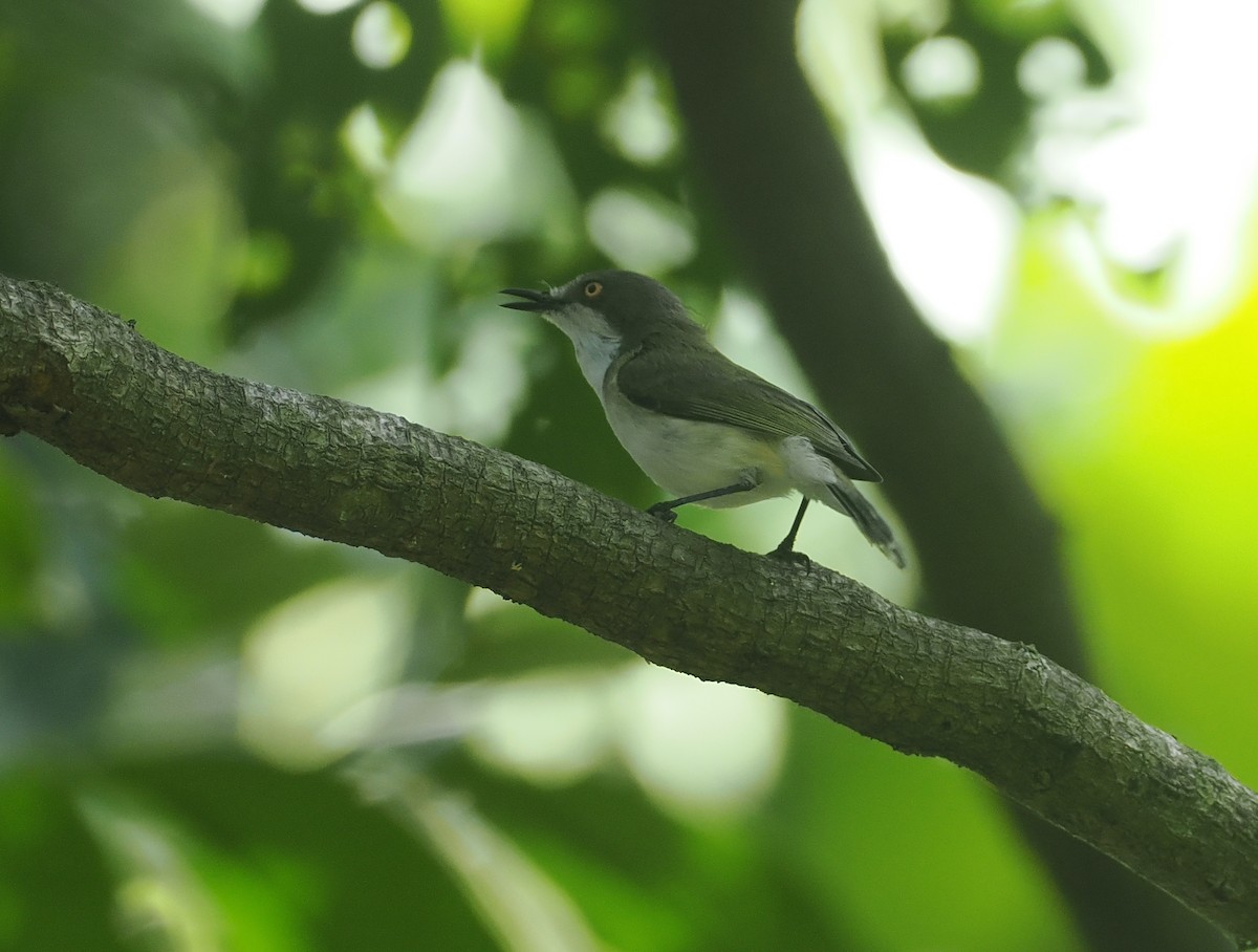 Plain Gerygone - ML640401128
