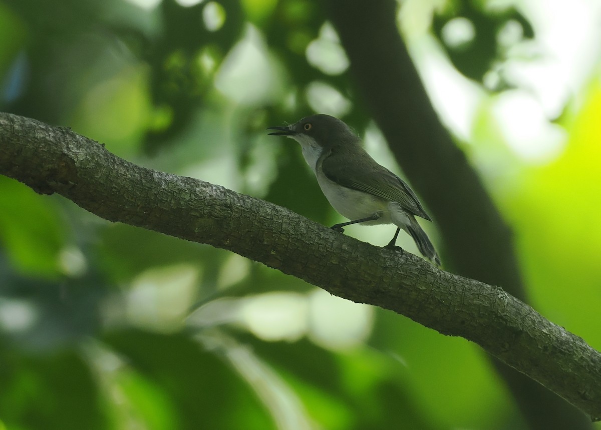 Plain Gerygone - ML640401144