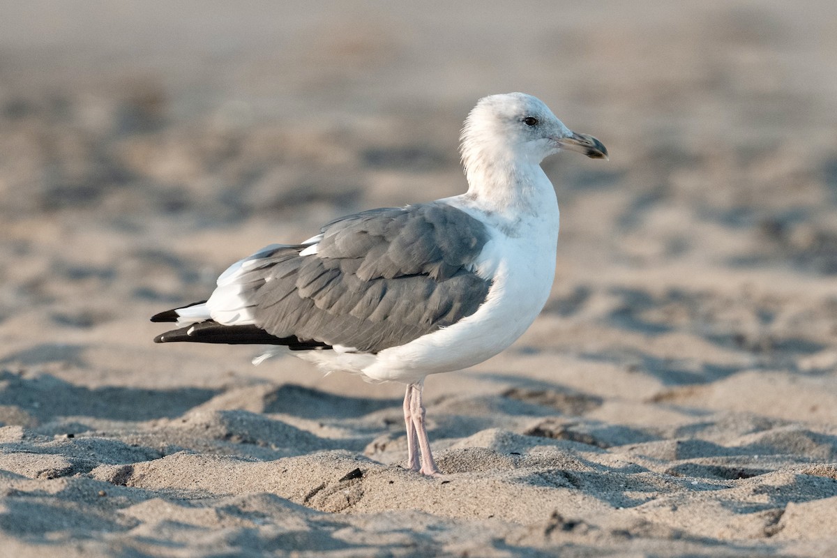 Western Gull - ML640401146
