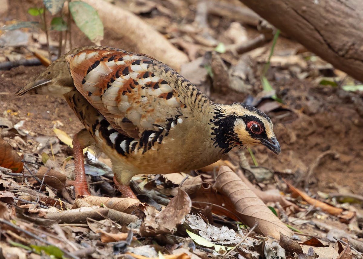 Bar-backed Partridge - ML640401148