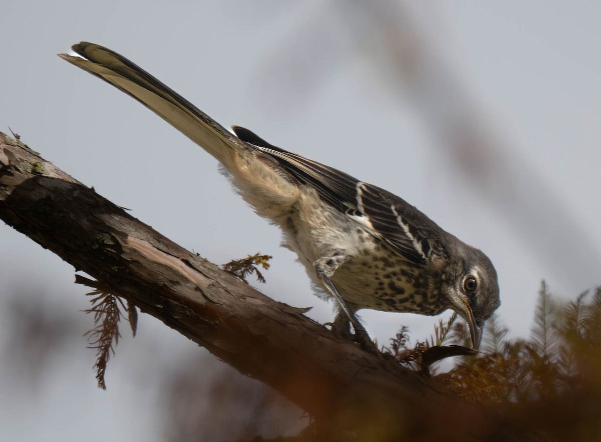 Northern Mockingbird - ML640401163