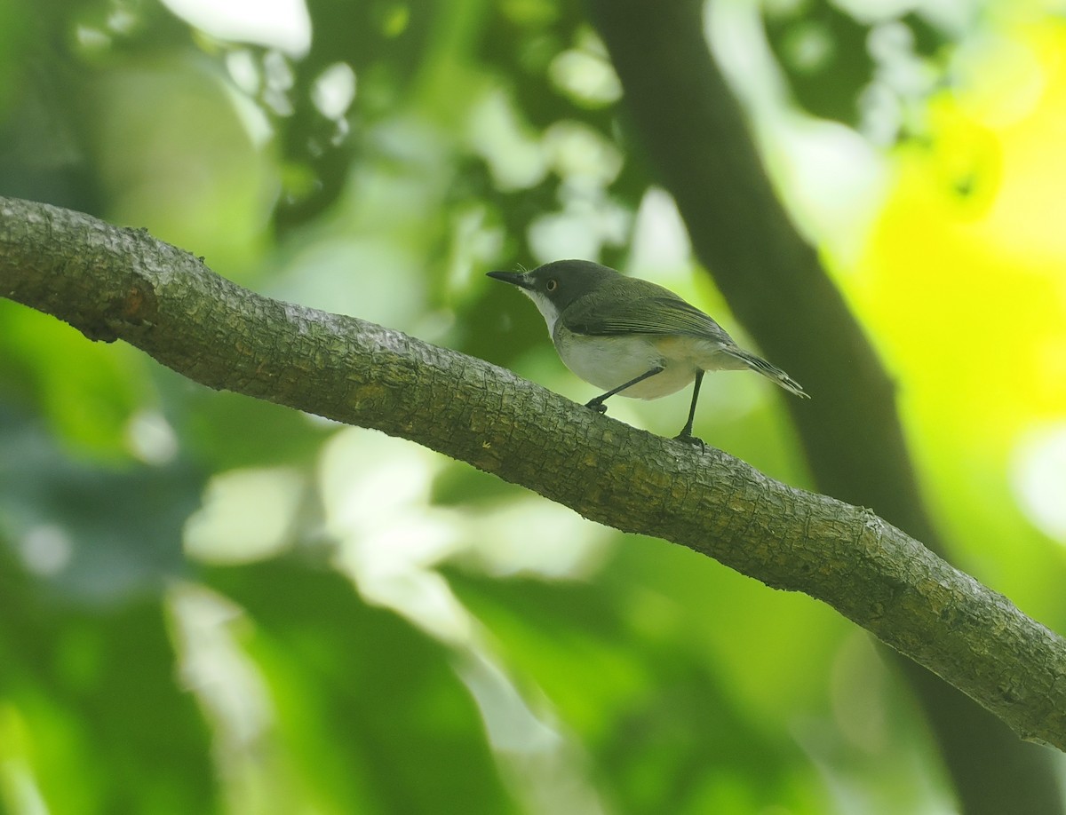Plain Gerygone - ML640401173